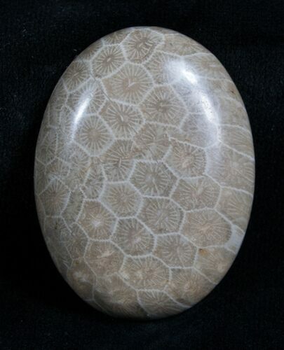 Polished Fossil Coral Cab - Indonesia #4625